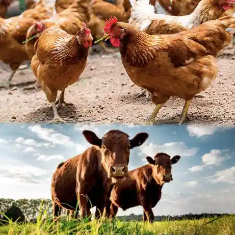 EFIBACT en Avicultura y Ganadería