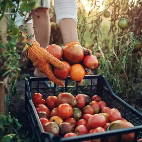 Producto Multiusos para la Industria Alimentaria, Hoteles, Restaurantes y Hogares